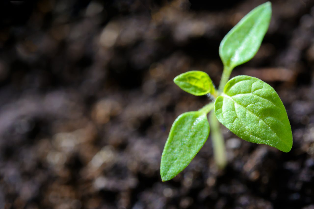 Mastering the First Impression: Your intriguing post title goes here Vibrant close-up of a young tomato seedling sprouting in the soil.