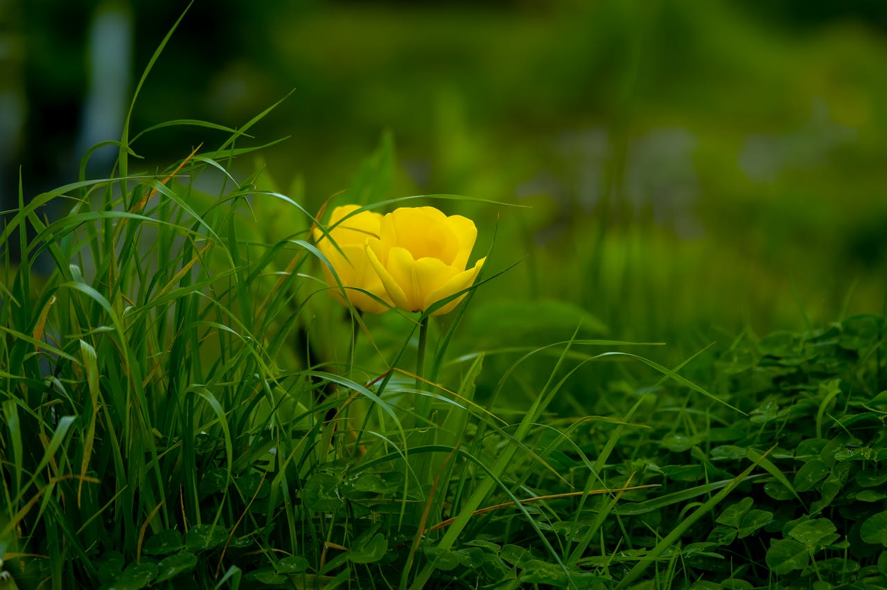 Services Vivid yellow flower amidst lush green grass, capturing the essence of nature's beauty.