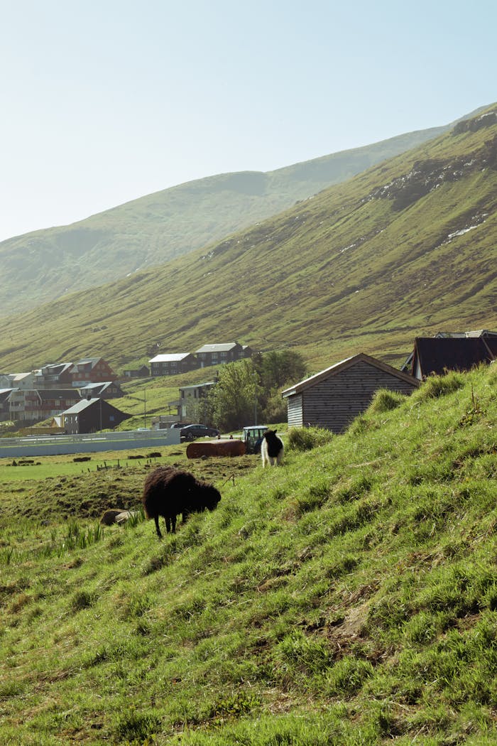 Services Idyllic countryside scene with grazing sheep on a sunny hillside.