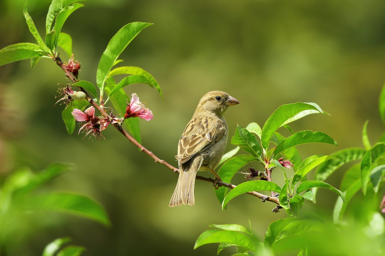 Services Captivating shot of a sparrow perched on a blooming branch with vibrant green leaves and flowers.